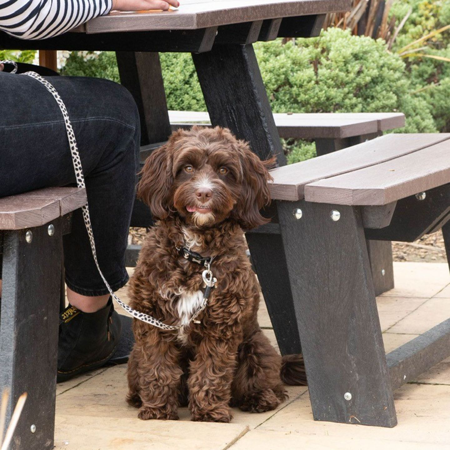 Your local dog friendly pub in Monk Bretton